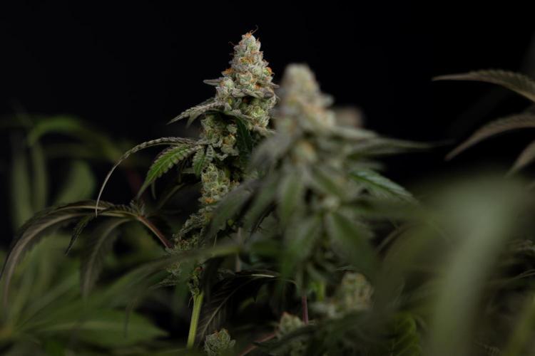 L.A. KUSH Cake #1 - Zamnesia x B&B. Week 15 - LA KUSH CAKE #1 Topping - Harvest Day