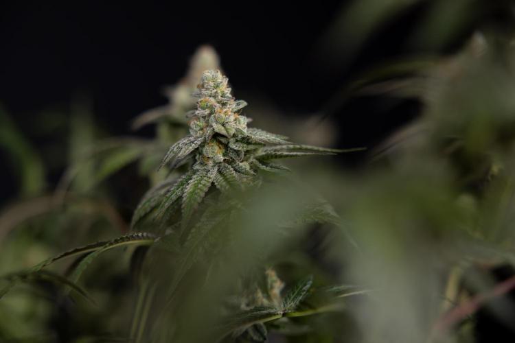 L.A. KUSH Cake #1 - Zamnesia x B&B. Week 15 - LA KUSH CAKE #1 Topping - Harvest Day
