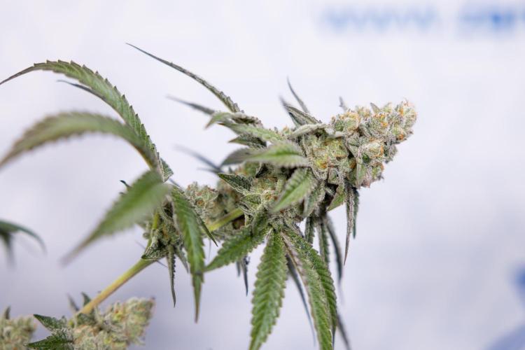 L.A. KUSH Cake #1 - Zamnesia x B&B. Week 15 - LA KUSH CAKE #1 Topping - Harvest Day