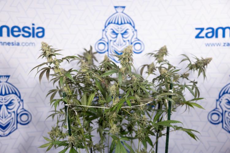 L.A. KUSH Cake #1 - Zamnesia x B&B. Week 15 - LA KUSH CAKE #1 Topping - Harvest Day