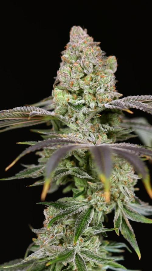 Nectar Drip #5 Clone - Zamnesia x B&B