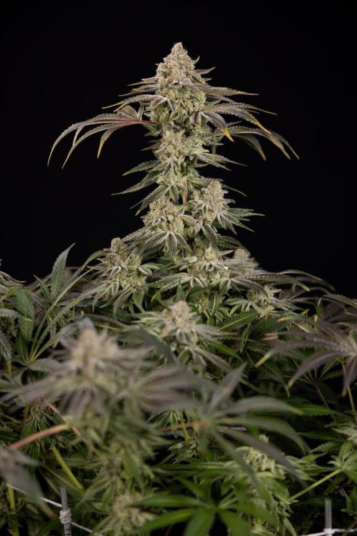 Nectar Drip #5 Clone - Zamnesia x B&B. Week 12 - Nectar Drip #5 - Clone / No Techniques - Harvest Day