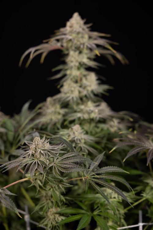Nectar Drip #5 Clone - Zamnesia x B&B. Week 12 - Nectar Drip #5 - Clone / No Techniques - Harvest Day