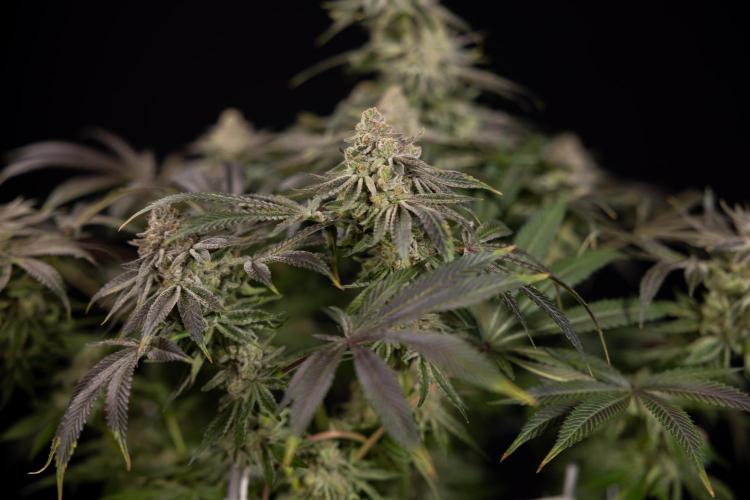 Nectar Drip #5 Clone - Zamnesia x B&B. Week 12 - Nectar Drip #5 - Clone / No Techniques - Harvest Day