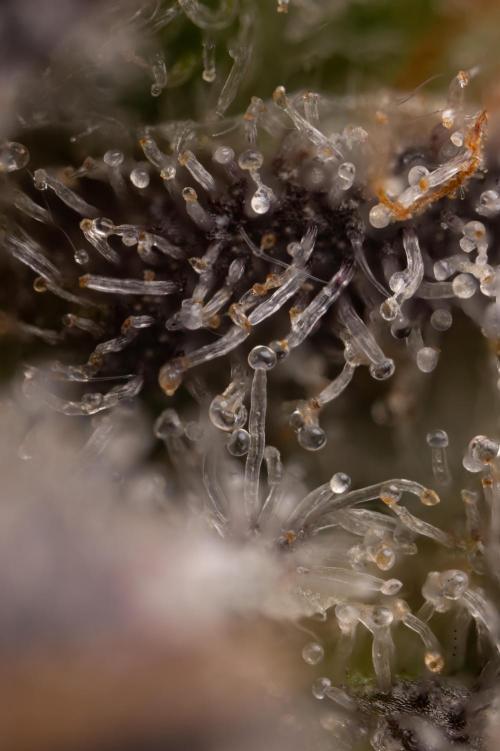 Nectar Drip #5 Clone - Zamnesia x B&B. Week 12 - Nectar Drip #5 - Micro Worlds 10x