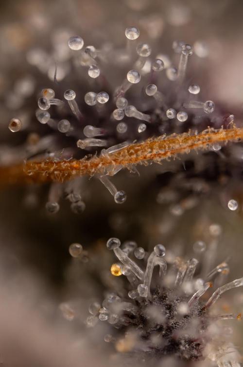 Nectar Drip #5 Clone - Zamnesia x B&B. Week 12 - Nectar Drip #5 - Micro Worlds 10x