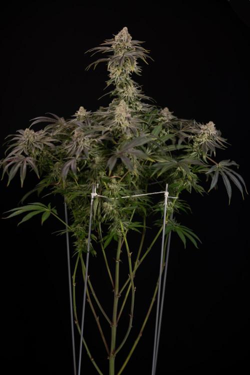 Nectar Drip #5 Clone - Zamnesia x B&B. Week 12 - Nectar Drip #5 - Clone / No Techniques - Harvest Day