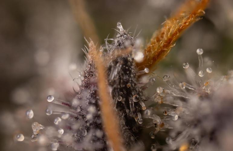 Nectar Drip #5 Clone - Zamnesia x B&B. Week 12 - Nectar Drip #5 - Micro Worlds 10x