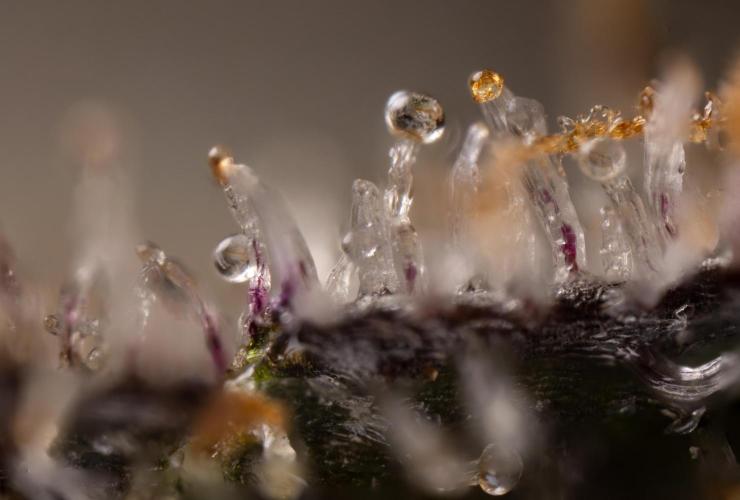 Nectar Drip #5 Clone - Zamnesia x B&B. Week 12 - Nectar Drip #5 - Micro Worlds 10x and Crop