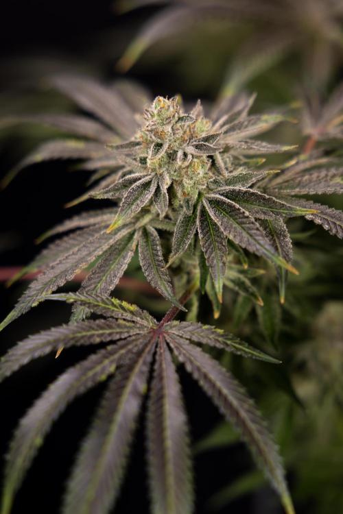 Nectar Drip #5 Clone - Zamnesia x B&B. Week 12 - Nectar Drip #5 - Clone / No Techniques - Harvest Day