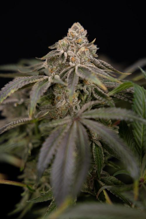 Nectar Drip #5 Clone - Zamnesia x B&B. Week 12 - Nectar Drip #5 - Clone / No Techniques - Harvest Day