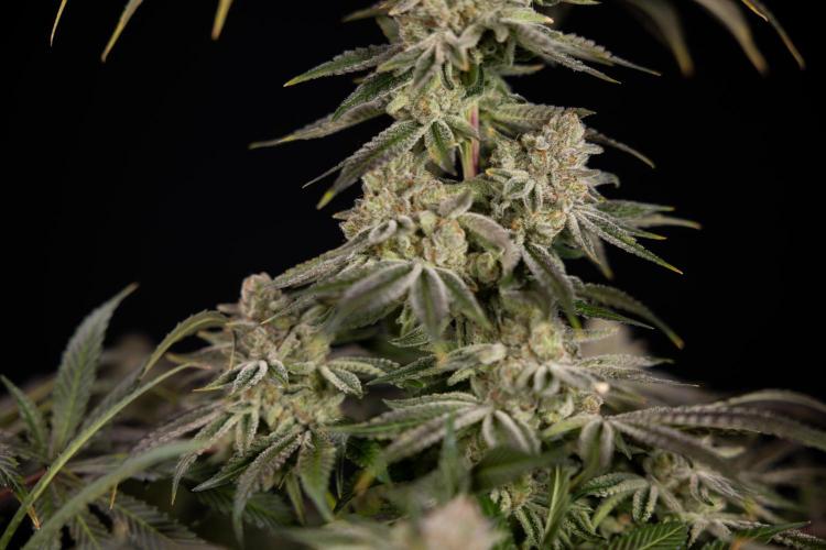 Nectar Drip #5 Clone - Zamnesia x B&B. Week 12 - Nectar Drip #5 - Clone / No Techniques - Harvest Day