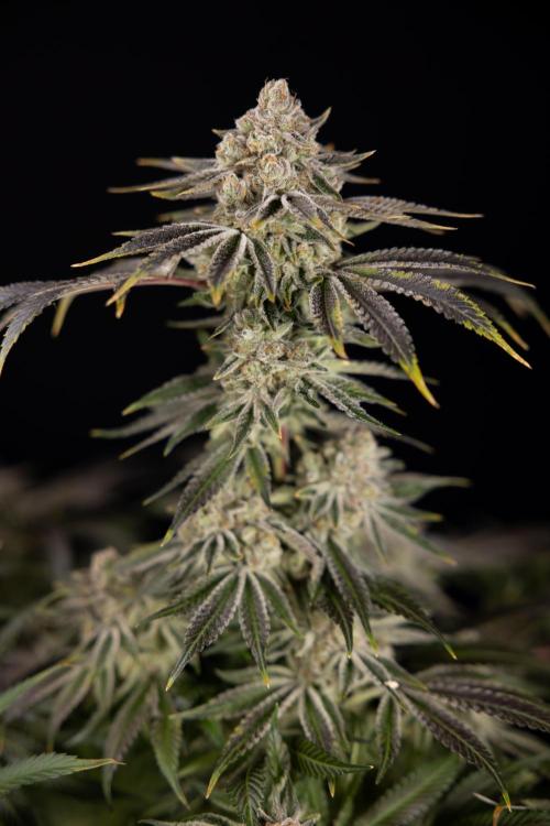 Nectar Drip #5 Clone - Zamnesia x B&B. Week 12 - Nectar Drip #5 - Clone / No Techniques - Harvest Day