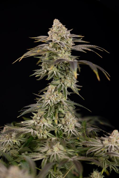Nectar Drip #5 Clone - Zamnesia x B&B. Week 12 - Nectar Drip #5 - Clone / No Techniques - Harvest Day