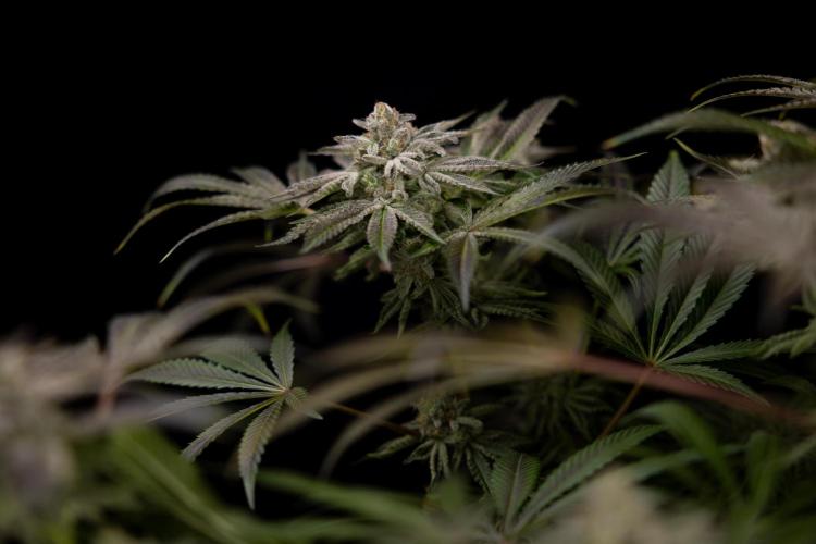 Nectar Drip #5 Clone - Zamnesia x B&B. Week 12 - Nectar Drip #5 - Clone / No Techniques - Harvest Day