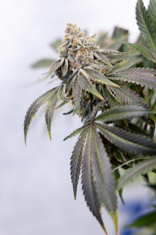 Nectar Drip #5 Clone - Zamnesia x B&B. Week 12 - Nectar Drip #5 - Clone / No Techniques - Harvest Day