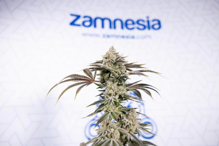 Nectar Drip #5 Clone - Zamnesia x B&B. Week 12 - Nectar Drip #5 - Clone / No Techniques - Harvest Day