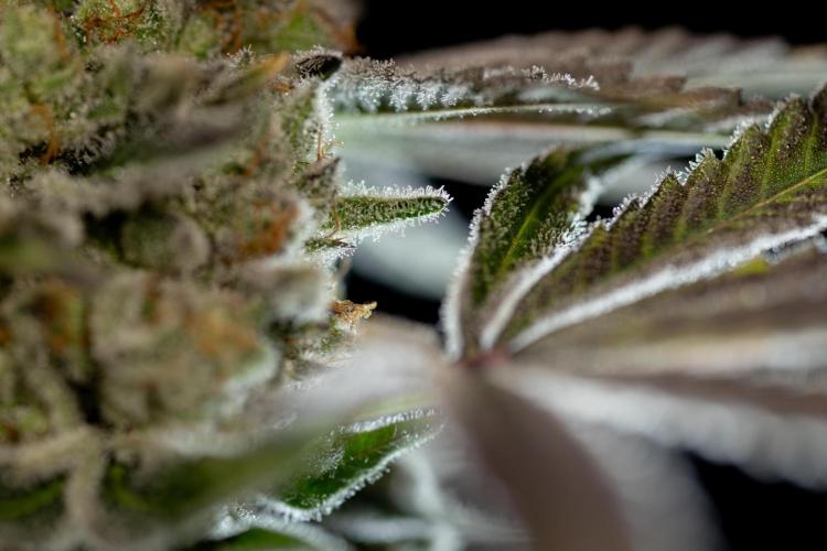 Nectar Drip #5 Clone - Zamnesia x B&B. Week 12 - Nectar Drip #5 - Clone / No Techniques - Harvest Day - Classic Macro