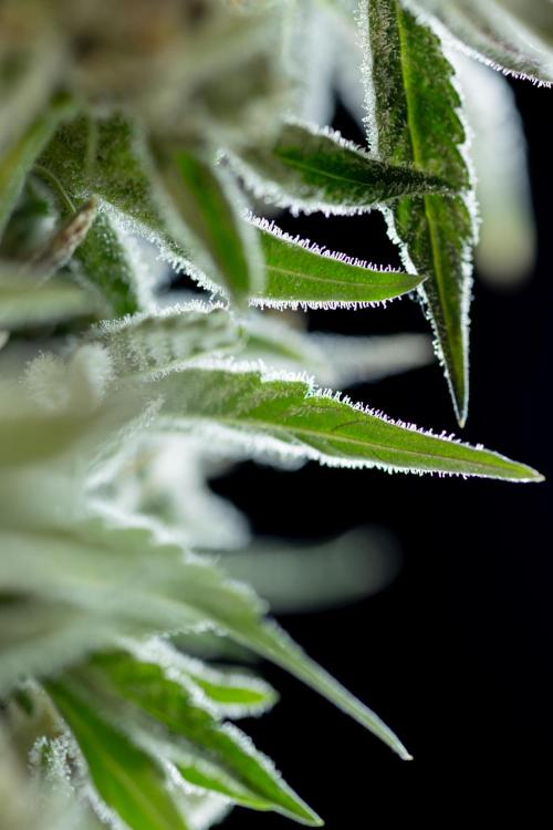 Nectar Drip #5 Clone - Zamnesia x B&B. Week 12 - Nectar Drip #5 - Clone / No Techniques - Harvest Day - Classic Macro