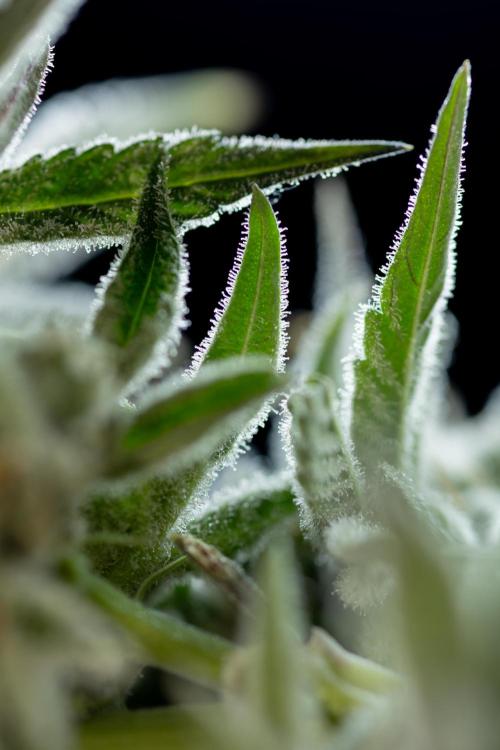 Nectar Drip #5 Clone - Zamnesia x B&B. Week 12 - Nectar Drip #5 - Clone / No Techniques - Harvest Day - Classic Macro