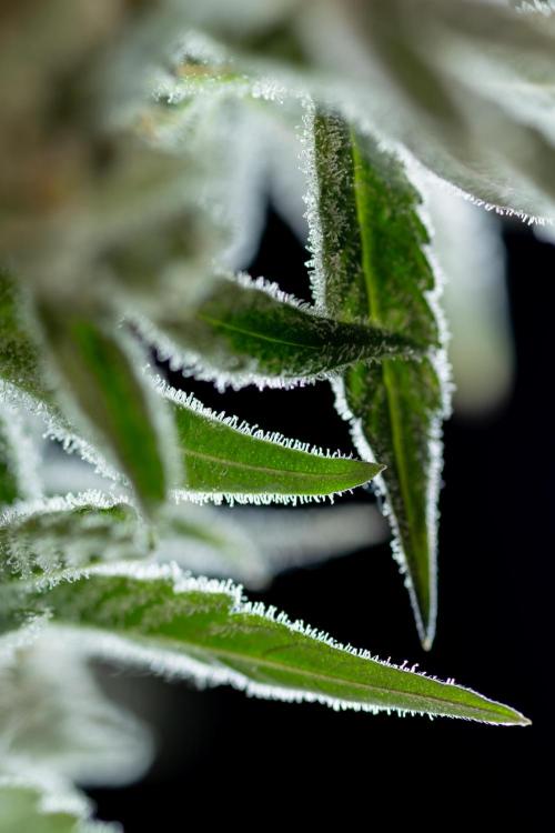 Nectar Drip #5 Clone - Zamnesia x B&B. Week 12 - Nectar Drip #5 - Clone / No Techniques - Harvest Day - Classic Macro
