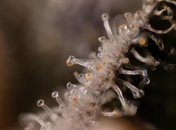 Nectar Drip #5 Clone - Zamnesia x B&B. Week 12 - Nectar Drip #5 - Micro Worlds 10x