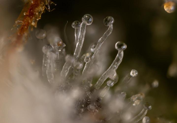 Nectar Drip #5 Clone - Zamnesia x B&B. Week 12 - Nectar Drip #5 - Micro Worlds 10x
