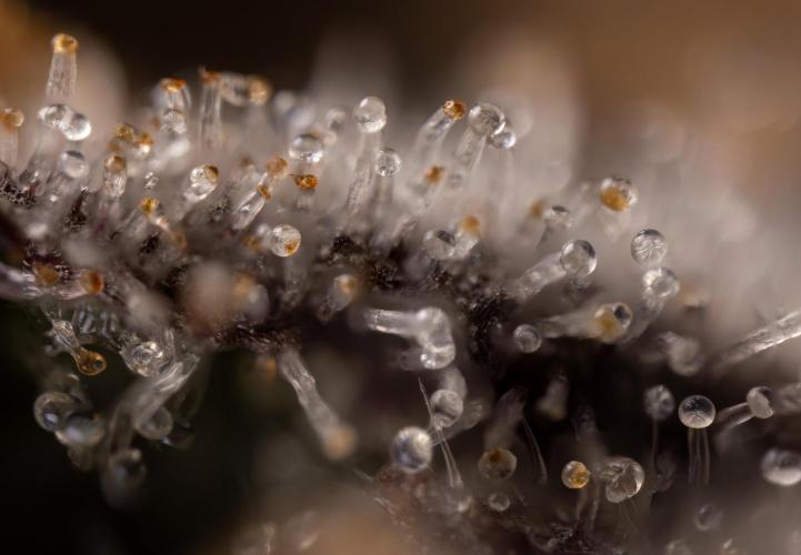 Nectar Drip #5 Clone - Zamnesia x B&B. Week 12 - Nectar Drip #5 - Micro Worlds 10x