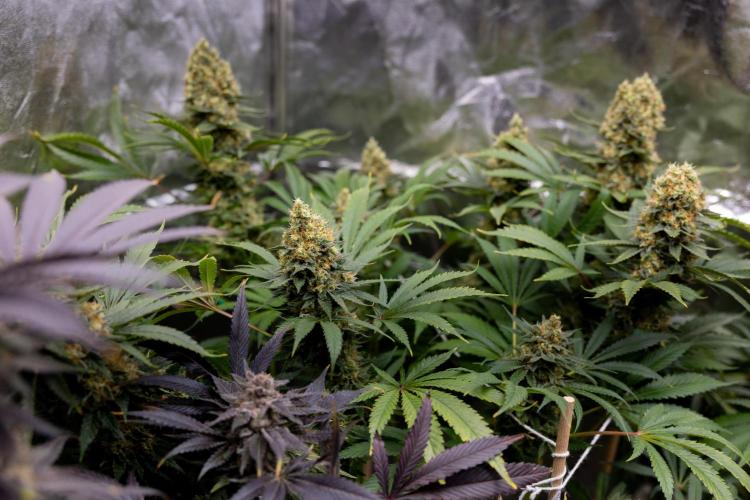Permanent Marker - Zamnesia x B&B. Week 12 - Permanent Marker - Almost Ready Big Colas Girl