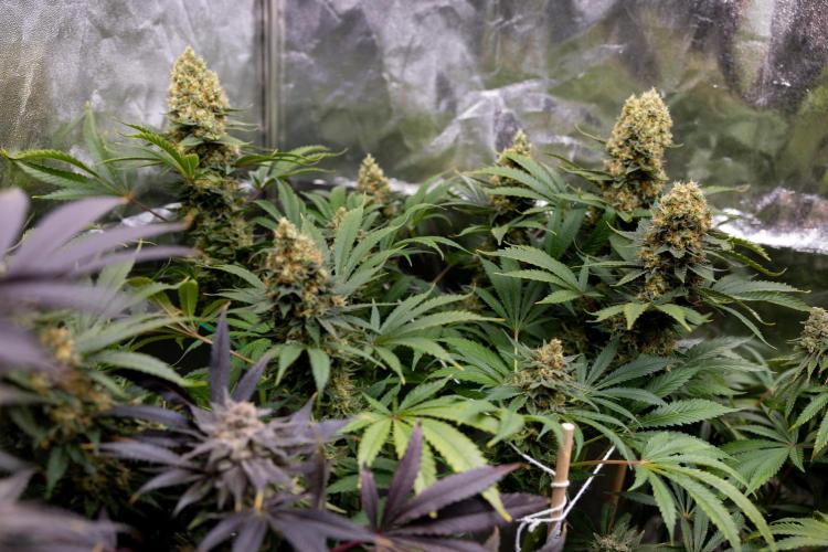 Permanent Marker - Zamnesia x B&B. Week 12 - Permanent Marker - Almost Ready Big Colas Girl