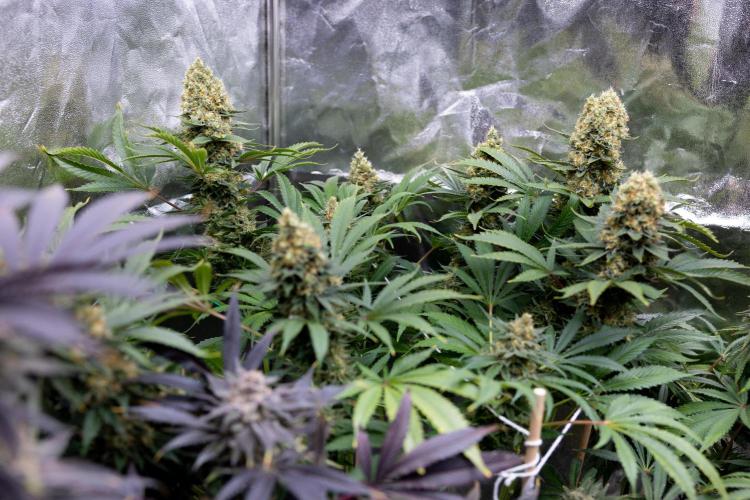 Permanent Marker - Zamnesia x B&B. Week 12 - Permanent Marker - Almost Ready Big Colas Girl