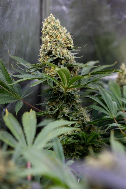 Permanent Marker - Zamnesia x B&B. Week 12 - Permanent Marker - Almost Ready Big Colas Girl