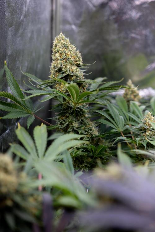 Permanent Marker - Zamnesia x B&B. Week 12 - Permanent Marker - Almost Ready Big Colas Girl
