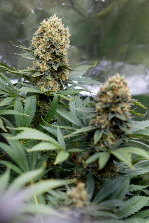 Permanent Marker - Zamnesia x B&B. Week 12 - Permanent Marker - Almost Ready Big Colas Girl
