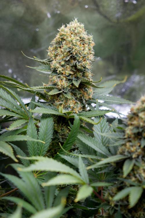 Permanent Marker - Zamnesia x B&B. Week 12 - Permanent Marker - Almost Ready Big Colas Girl