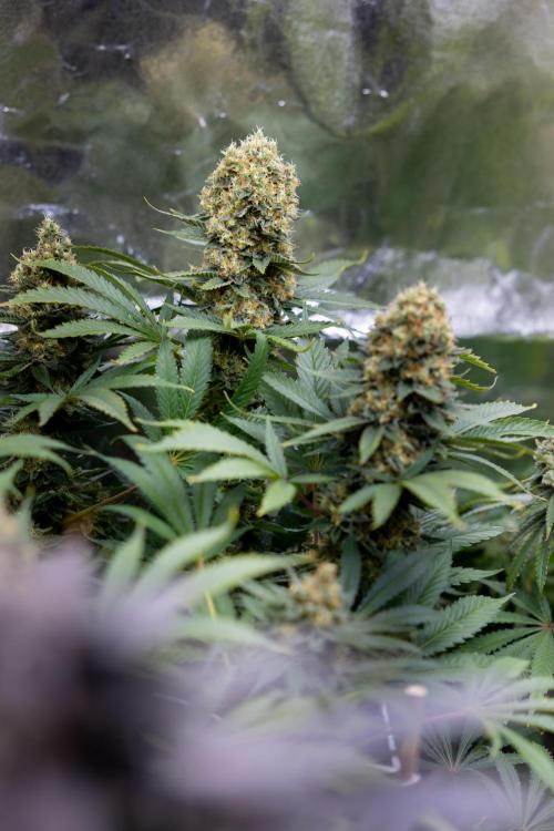 Permanent Marker - Zamnesia x B&B. Week 12 - Permanent Marker - Almost Ready Big Colas Girl