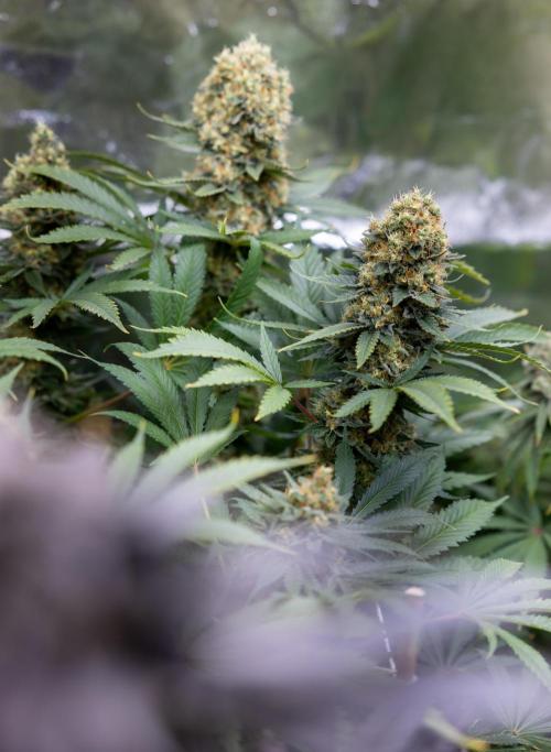Permanent Marker - Zamnesia x B&B. Week 12 - Permanent Marker - Almost Ready Big Colas Girl