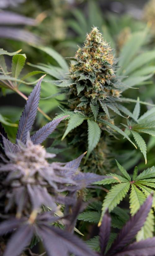 Permanent Marker - Zamnesia x B&B. Week 12 - Permanent Marker - Almost Ready Big Colas Girl