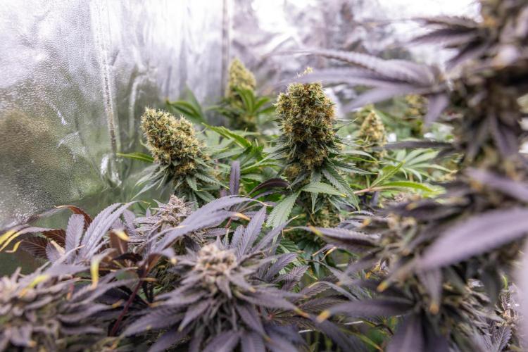 Permanent Marker - Zamnesia x B&B. Week 12 - Permanent Marker - Almost Ready Big Colas Girl
