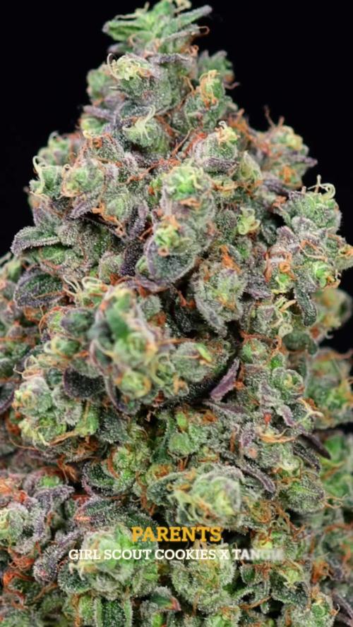 Tropicana Cookies #2 - Zamnesia x B&B