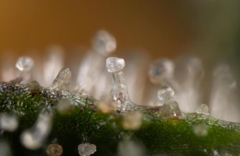 Tropicana Cookies #2 - Zamnesia x B&B. Week 14 - Tropicana Cookies #2 - Micro Worlds 10x