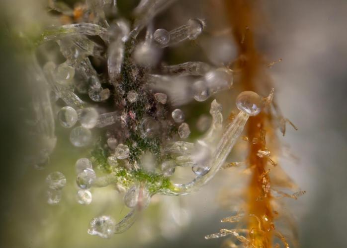 Tropicana Cookies #2 - Zamnesia x B&B. Week 14 - Tropicana Cookies #2 - Micro Worlds 10x