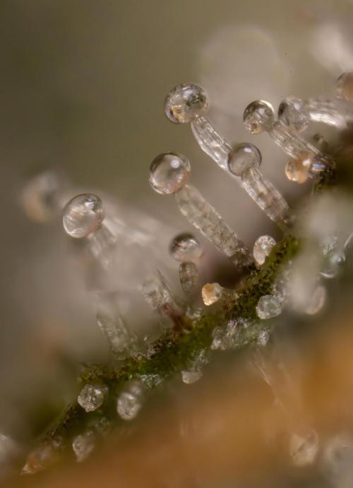 Tropicana Cookies #2 - Zamnesia x B&B. Week 14 - Tropicana Cookies #2 - Micro Worlds 10x