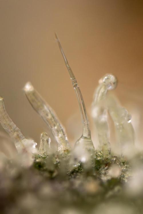 Tropicana Cookies #2 - Zamnesia x B&B. Week 14 - Tropicana Cookies #2 - Micro Worlds 10x