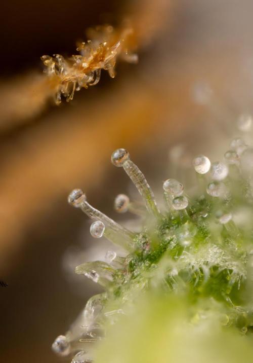 Tropicana Cookies #2 - Zamnesia x B&B. Week 14 - Tropicana Cookies #2 - Micro Worlds 10x