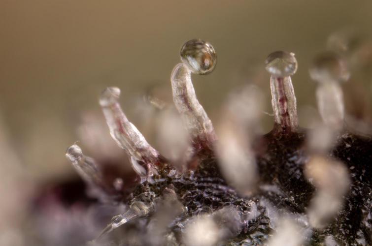 Tropicana Cookies #2 - Zamnesia x B&B. Week 14 - Tropicana Cookies #2 - Micro Worlds 10x