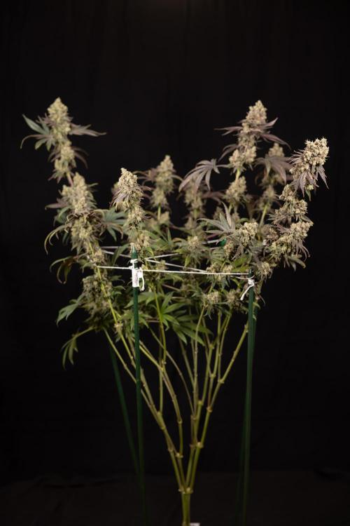 Tropicana Cookies #2 - Zamnesia x B&B. Week 14 - Tropicana Cookies #2 - Topping x 16 - Harvest Day
