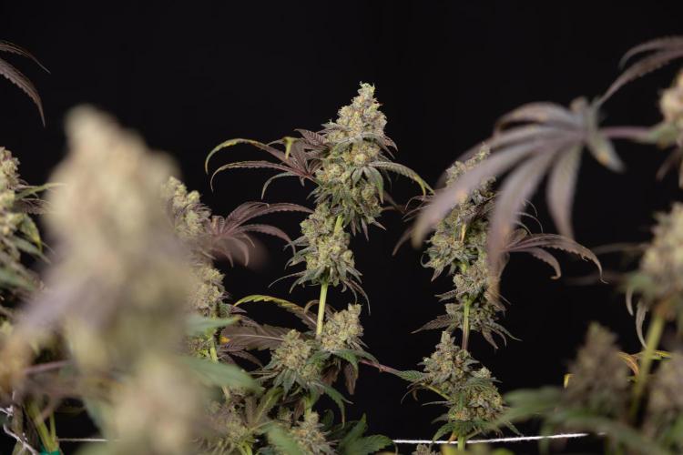 Tropicana Cookies #2 - Zamnesia x B&B. Week 14 - Tropicana Cookies #2 - Topping x 16 - Harvest Day