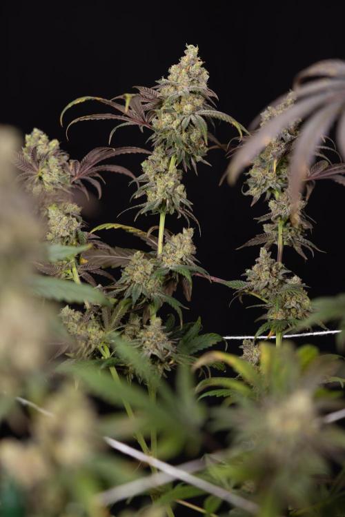 Tropicana Cookies #2 - Zamnesia x B&B. Week 14 - Tropicana Cookies #2 - Topping x 16 - Harvest Day