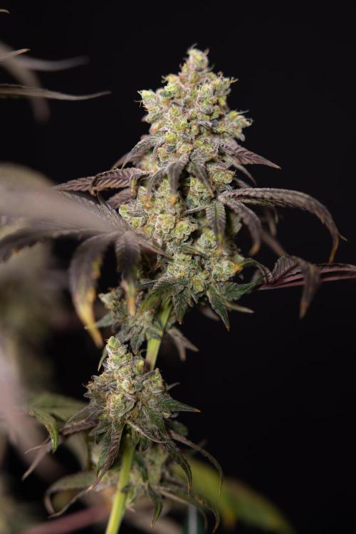 Tropicana Cookies #2 - Zamnesia x B&B. Week 14 - Tropicana Cookies #2 - Topping x 16 - Harvest Day
